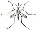 Culex taeniorhynchus