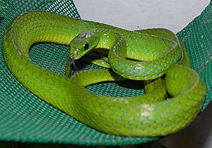 A light green snake with vivid green belly coiled loosely on a tightly woven dark green textile hanging in front of a light blue emulsioned wall, head slightly up, tongue flicking.