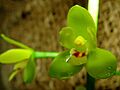 Cymbidium madidum Orchi 21