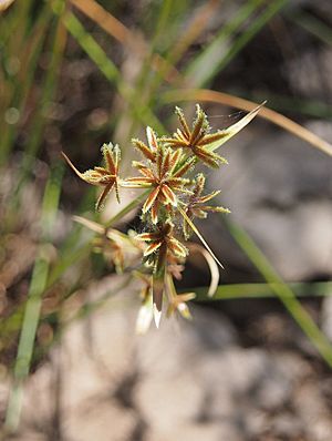 Cyperus vaginatus flowers.jpg