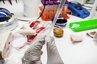 DNA-strekkoding av julemat - DNA barcoding of Christmas food (16008786266)