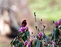 Dark-breasted Rosefinch (Male) I IMG 7236