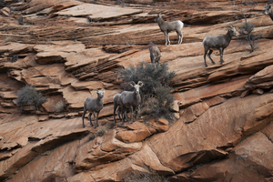 Desert Bighorn Sheep in Bryce Canyon National Park