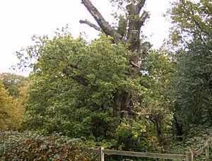 Druids Oak Burnham Beeches