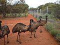 Emus on Angas Downs March 2012