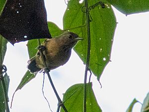 Epinecrophylla spodionota Foothill Antwren; Oxapampa, Pasco, Peru.jpg