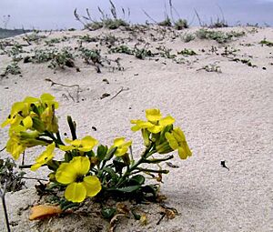Erysimum menziesii