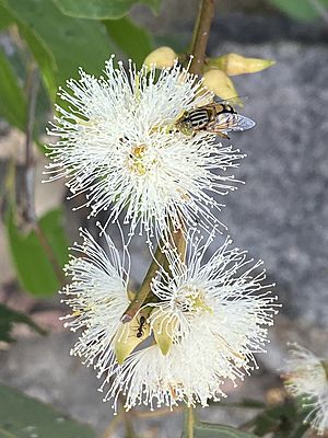 Eucalyptus amplifolia flowers
