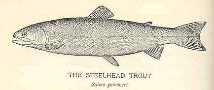 FMIB 35740 Steelhead Trout (Salmo Gairdneri)
