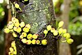 Ficus coronata cauliflory