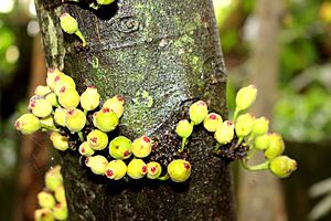 Ficus coronata cauliflory.jpg