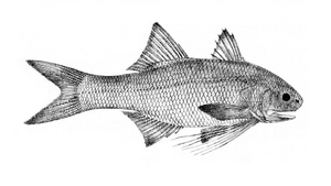Filimanus heptadactyla