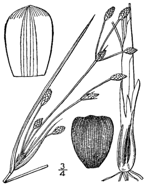 Fimbristylis castanea BB-1913.png