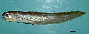 Fish4365 - Flickr - NOAA Photo Library.jpg