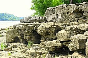 Fossil beds on the Ohio River.JPG