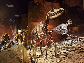 Gray Fossil Site & Museum Exhibits