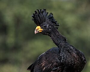 Great Curassow - Male (30000251128)