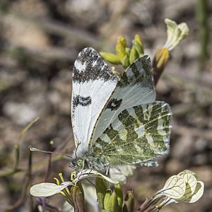 Green-striped white (Euchloe belemia belemia).jpg