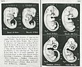 Haeckel-embryos-weeks4-6