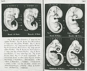 Haeckel-embryos-weeks4-6