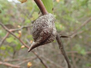 Hakea ferruginea fruit