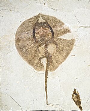 Heliobatis radians Green River Formation (cropped)