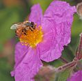 Honey bee on rock rose