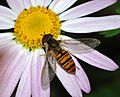 Hoverfly October 2007-21