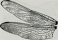 Image from page 914 of "Catalogue of the family-group, genus-group and species-group names of the Odonata of the world" (1994) (20554545676)