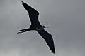 Juvenile Magnificent Frigatebird Above Isla Isabela
