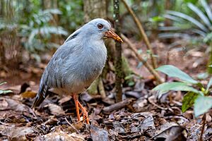 Kagu 0A2A3521.jpg