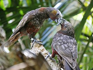 Kaka-Parrots