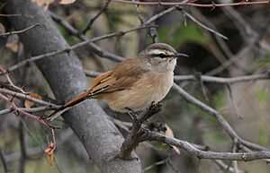 Kalahari scrub robin, Erythropygia paena at Pilanesberg National Park, Northwest Province, South Africa (17455045501).jpg