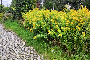 Kanadische Goldrute, Solidago canadensis - Invasives Unkraut