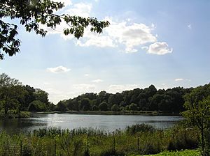 Kissena Park pond.jpg