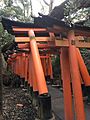 Kyoto after Typhoon Jebi 06