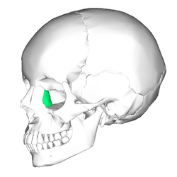 Lacrimal bone - lateral view6.png