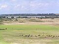 Lake Victoria from Collendina