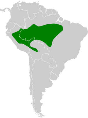 Lanio versicolor map.svg