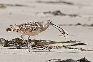 Long-billed Curlew eating sand crab