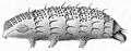Macrobiotus ornatus var. spinifer by Ferdinand Richters 1900