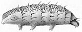 Macrobiotus ornatus var. spinifer by Ferdinand Richters 1900