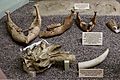 Mammuthus exilis, Mammuthus columbi, Mastodon, Santa Barbara, Natural History Museum