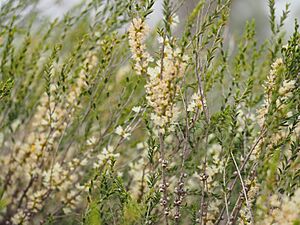 Melaleuca acuminata 4
