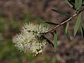Melaleuca groveana flower detail