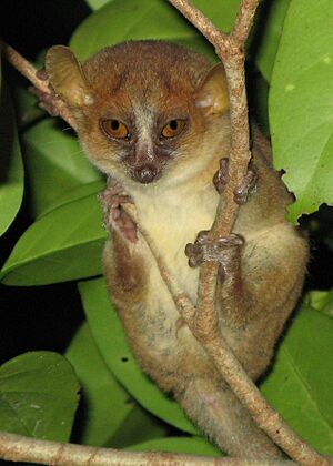 Mouse Lemur in Anjajavy.jpg