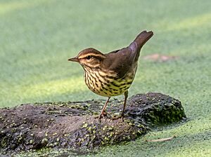 Northern waterthrush in Central Park (14717)