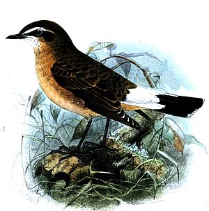 Oenanthe heuglini Keulemans.jpg