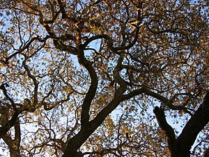 Old oak tree, Thousand Oaks CA
