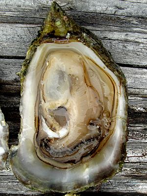 Olympia oyster